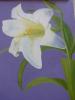 Easter Lily