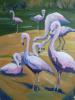 flamingos