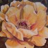 Yellow Peony