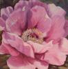Pink Peony
