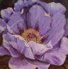 Purple Peony